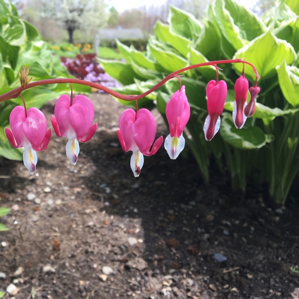 Bleeding hearts make a great companion plant and also add a great pink aesthetic