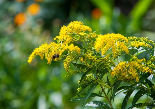 lbooming goldenrod blooming goldenrod during summer