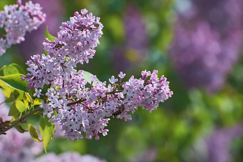 A close up picture of a blooming lilac under the sun