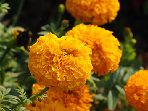 blooming marigolds beautiful and full blooming marigolds
