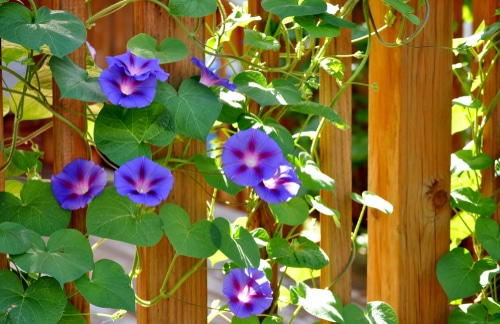 blooming morning glory vine wrapping the fence