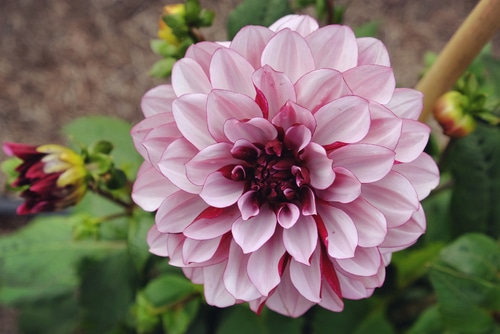 A blooming pink dahlia in the garden