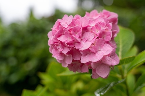 A closeup shot of a blooming pink hydrangeas