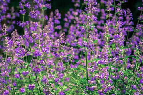 blooming purple catnips Blooming purple catnip flowers in the garden