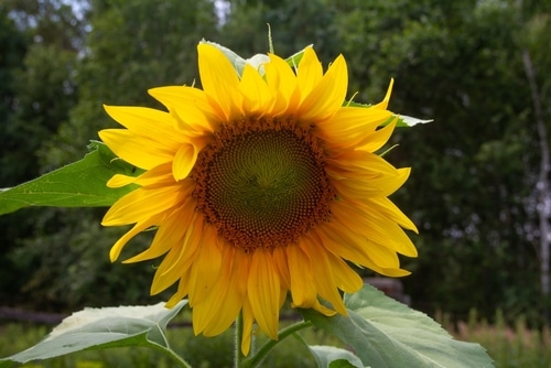 A blooming sunflower under the heat of the sun
