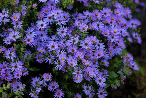 blue aster bluish purple aster blooming in the garden