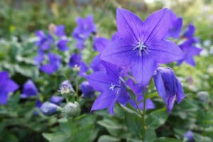 A garden full of blue balloon flowers