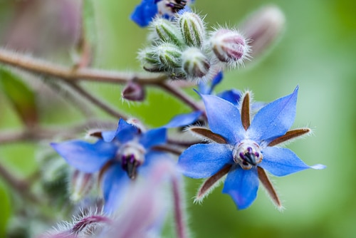blue borage plant with little thorns
