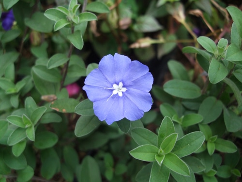 beautiful blue daze flower