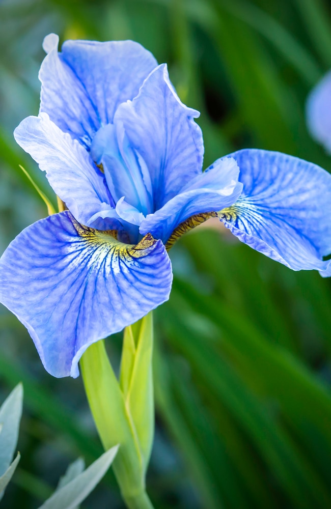 Beautiful blue bloom from a siberian iris given adequate sun.
