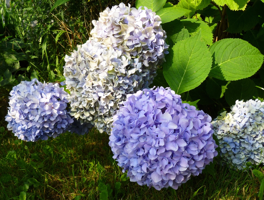 blue hydrangeas flower in the garden