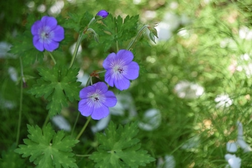 blue geranium flowers in the garden