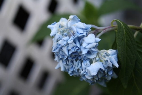 An unhealthy blue hydrangeas flower.