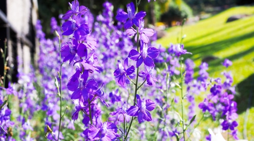 blue lobelia blue lobelia flowers under the sun