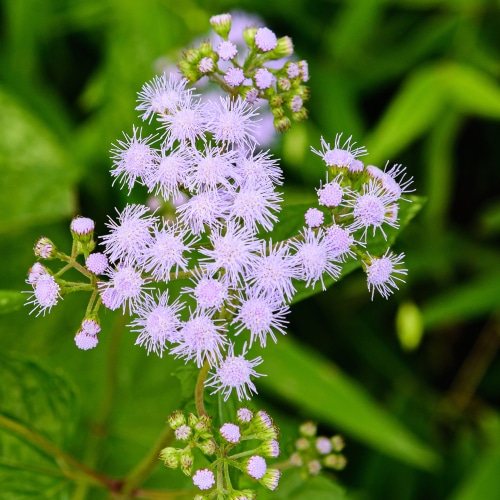 blue mistflower beautiful blue mistflower in the garden