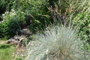 bushes of blue oat grass