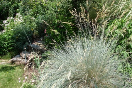 Helictotrichon Sempervirens: Blue Oat Grass Information and Care