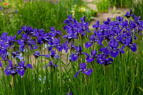 Blue flowers of siberian Irises plant