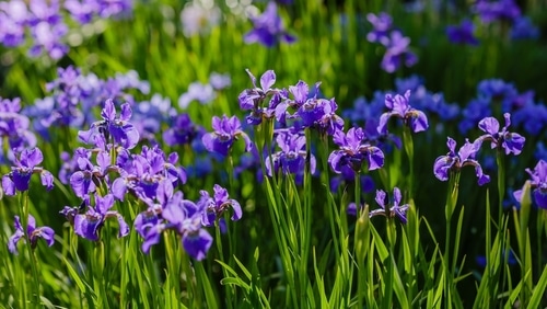 blue spring garden flowers