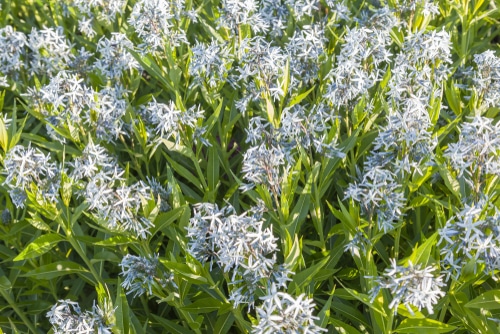 Blue star amsonia blooming under the heat of the sun