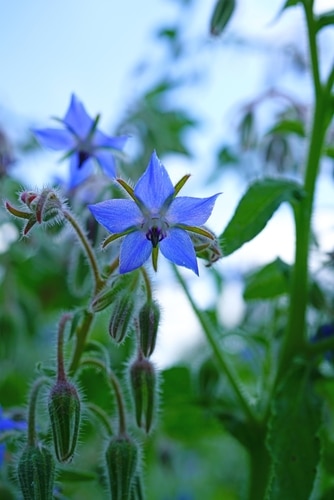 blue star shaped flowers early morning