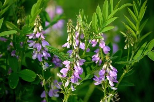 blue toadflax beautiful old field blue toadflax