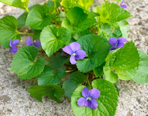 common blue violet plant by the beach