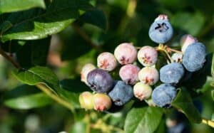 ripening blueberries in the garden