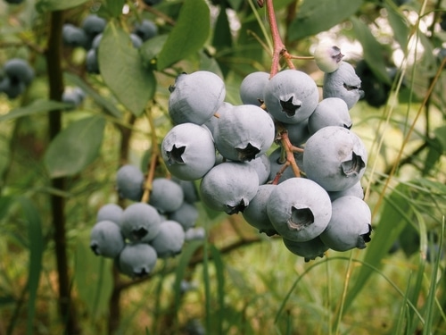 blueberry bushes blueberries growing in the farm