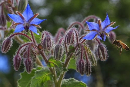 borage flower bee flying around on borage flower