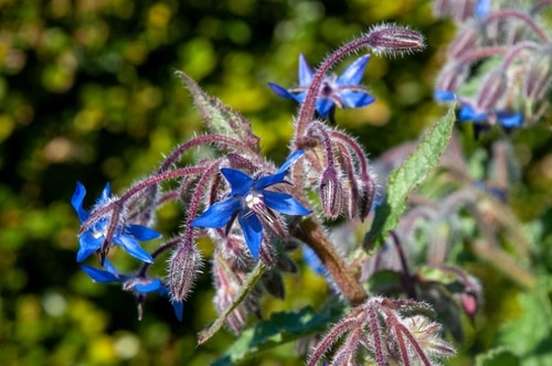 borage plants blue borage starflowers in the garden