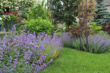 purple catmint flowers in the border