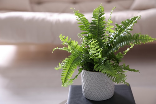 boston ferns houseplant in the living room