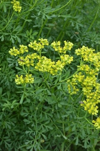 botanical garden rue botanical plant in the garden