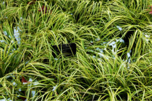 assorted east asian botanical grass