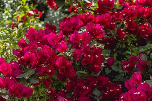 bougainvillaea flower full bloom of red bougainvillaea flower