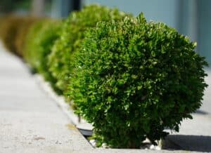 array of boxwood bushes