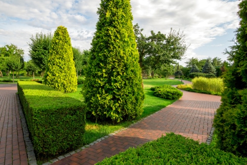 A boxwood landscaping in a park