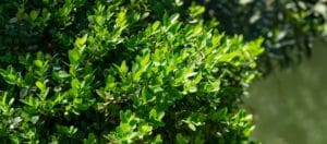 a closeup picture of boxwood leaves