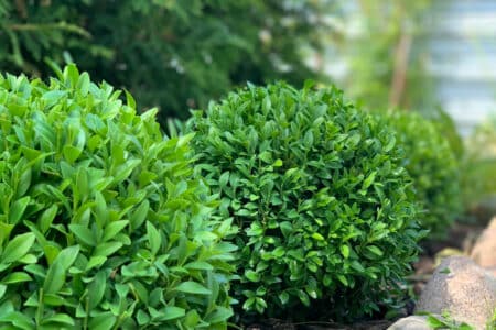 a green boxwood ornamental plant