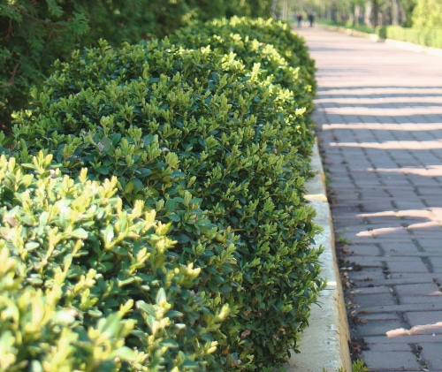 a line of boxwood plants by the walkway