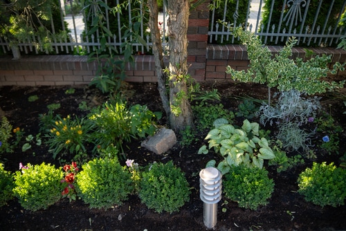 boxwoods garden small boxwoods planted with spacing