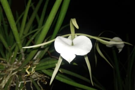 6 Brassavola Orchids to Consider Growing