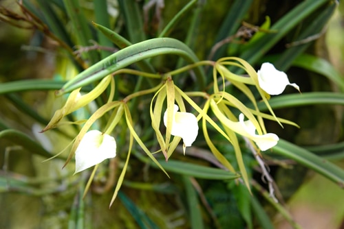 brassavola orchids beautiful white brassavola orchids