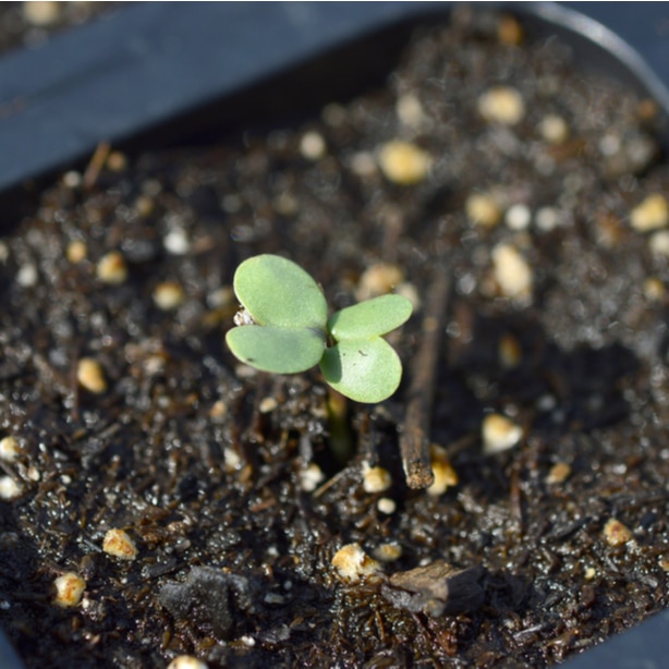 The first stage of broccoli growth is the first true leaves