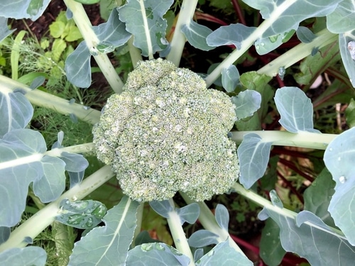 broccoli vegetable plant in the garden