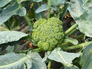 A broccoli that is growing healthy and ready to be harvested
