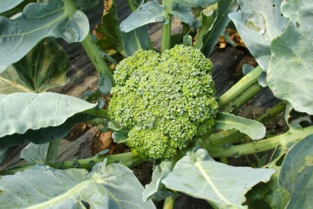How to Grow Broccoli from Seed