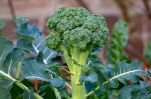A broccoli that is mature and ready to be harvested