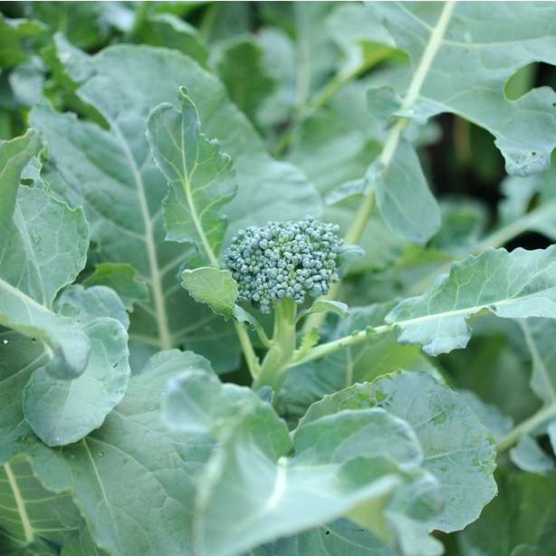 The head of a small floret forms as part of broccoli's life cycle